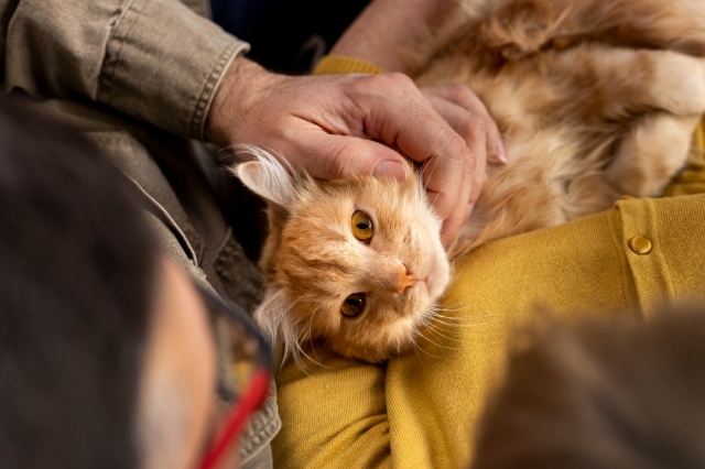 Pet Cremation Memorials in Respite Care Living