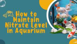 What level of nitrate in aquarium is safe?