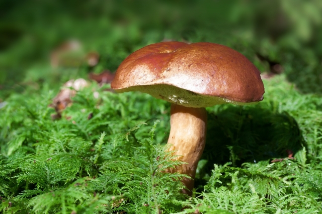 The Foundation of Healing: How Mushroom Spores are Revolutionizing Psychedelic Therapies