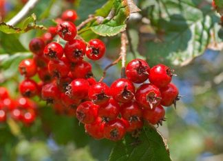 Crataegus