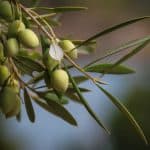 Olive leaf extract is a panacea for the body