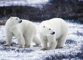 The polar bear spends most of his time - Live positively