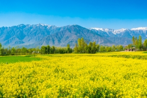 place to Visit Kashmir