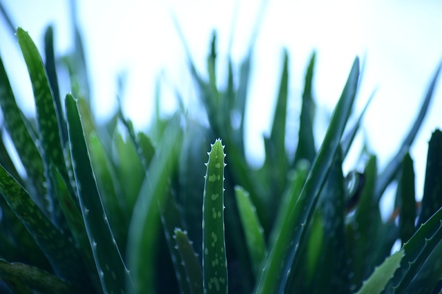 Indoor Plants