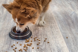 Spoil Your Pup: Exploring the World of Canine Treat Bundles