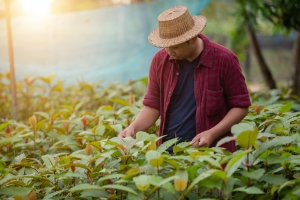 Practical Tips for Safely Using White Maeng Da Kratom