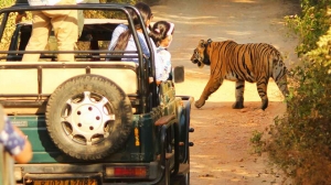 Top Things to Do near Sariska Tiger Reserve