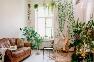 Indoor Plants Help With Depression