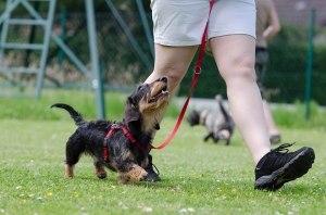 Dog Teach Dog