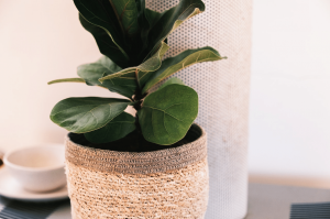 Fiddle Leaf Fig Leaves