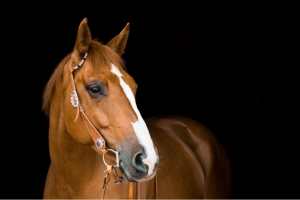 Horses Happy and Healthy