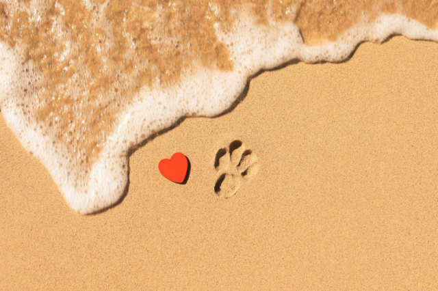 paw print and heart in sand on beach near waves