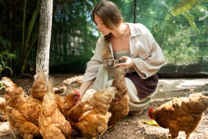 Easy chicken farming tips for homesteaders