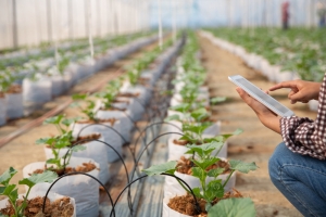 Thailand's Agri-Tech Revolution: Innovation & Growth