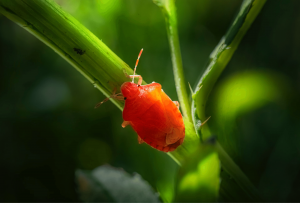 Clover Mites