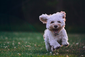 A dog running in on grass