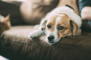 Ensuring Your Dog Is Happy When You Work Full-Time